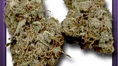 Chocolope 