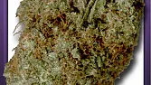 Chocolope