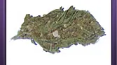 Columbian
