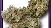 Dessert Bud
