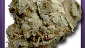Sour Diesel 