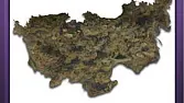 Domina Haze