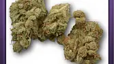 Edelweiss