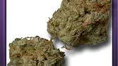 Great White Shark