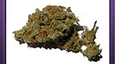 Grizzly