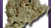 Hollywood Haze