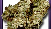 Harlem Diesel