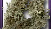 Hawaiian Haze