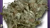 Haze