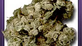 Haze Silver Pearle