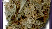 Jack Herrer