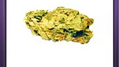 Jack Herer