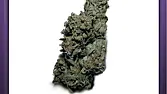 Winter Weed