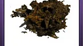 Jamaican