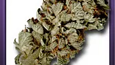LA Confidential 