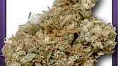Lemon Haze