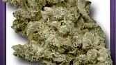 Mexican Haze