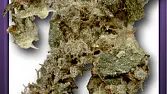 Mexican Haze
