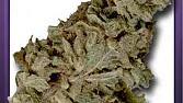 Morrison Haze