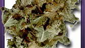 NY Diesel