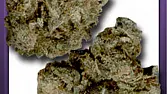 OG Kush