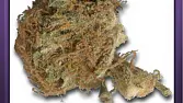 Orange Bud (2)