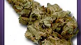 Pink Kush