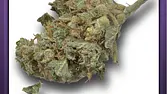Sage