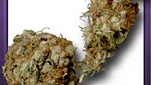 SAGE-Sour Diesel