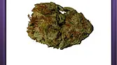 Sensi Star