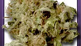 Shark's Breath