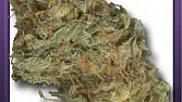 Silver Haze
