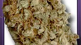 Skunk Of Queen