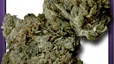 Sour Diesel