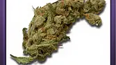 SuperSilver Haze