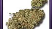 Super Skunk (3)