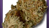 Supreme Widow