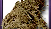 Top Thai Weed