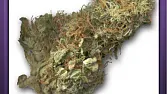 C.Cup Weed 10