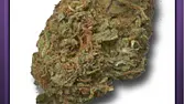 C.Cup Weed 22