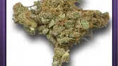 Wester Weed