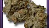 White Melon