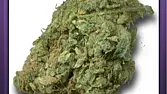 White Rhino