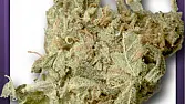 White Pearl Haze
