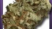 White Widow x Afghan