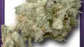 White Widow
