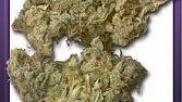 White Widow