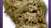 White Widow