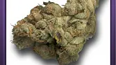 White Widow (3)