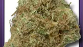 White Widow Special
